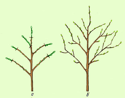 Рис, 2. Первая послепосадочная обрезка дерева с пониклыми ветвями: а — дерево после обрезки весной; б — то же дерево осенью.