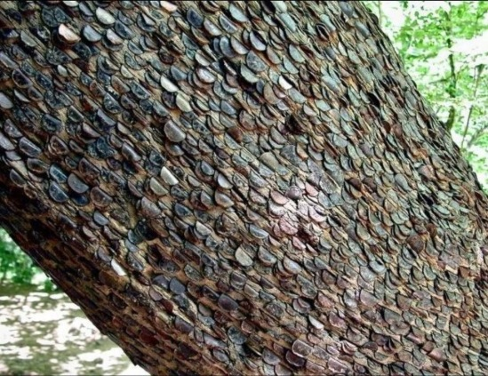 Необычное дерево полное монет было обнаружено в английских лесах дерево, можно, именно, жителей, традиция, будто, поверье, монет, увидеть, заберет, среди, болезнь, местных, кажется, монеты, Новый, вобьет, человек, больной, традицииЕщё