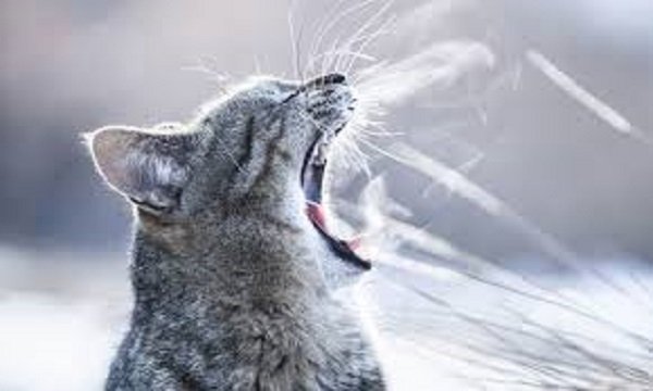 Коты ждали весну но вернулась зима картинки