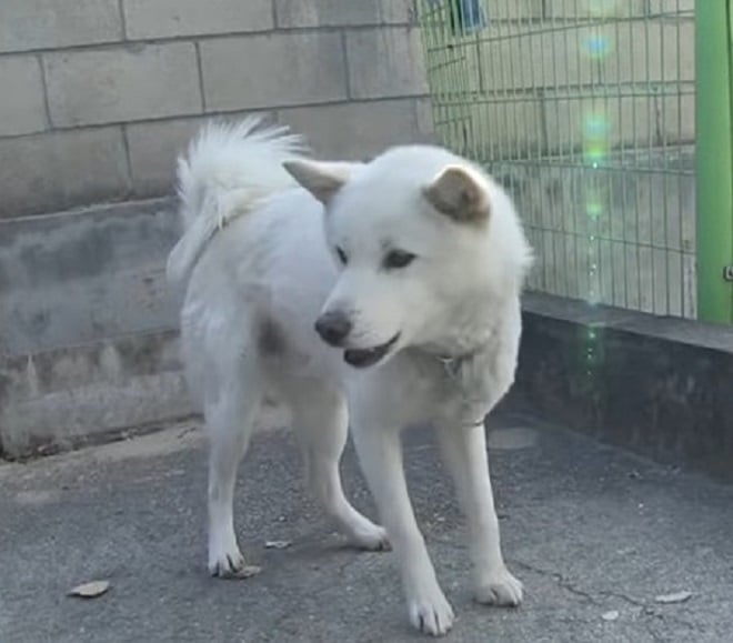 Собака и ее крохотные щенки пришли в дом к незнакомцу… Он опешил, а потом принял необычное решение 