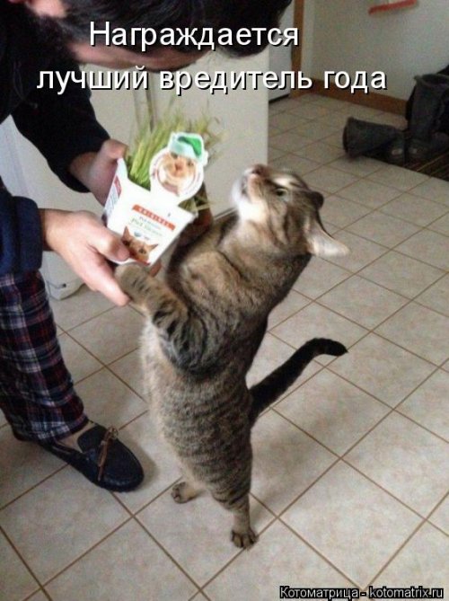 Свежая котоматрица для всех (16 фото)