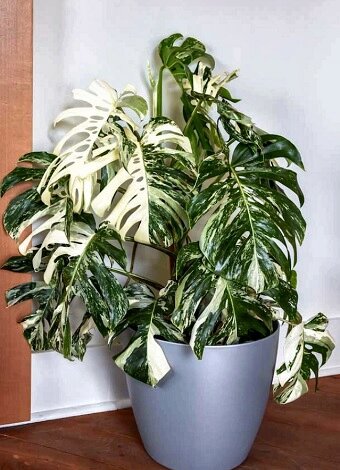 Комнатные растения, которые сложно встретить в типичной квартире. 5 экзотических экземпляров комнатные растения,цветоводство