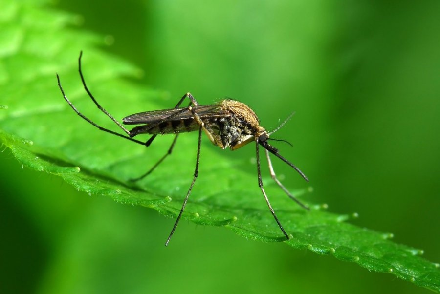Картинки по запросу mosquito control
