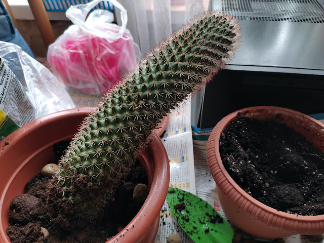 пересадка кактус мамиллярия