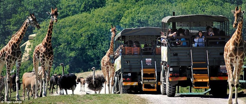 Сафари-парк в Британии: провести ночь с тиграми и остаться в живых заграница,страны,туризм