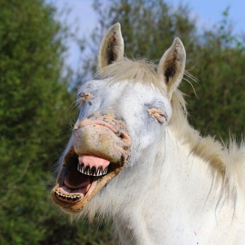 Фотография: Впечатляющие работы фотографа дикой природы Андрея Гудкова №10 - BigPicture.ru