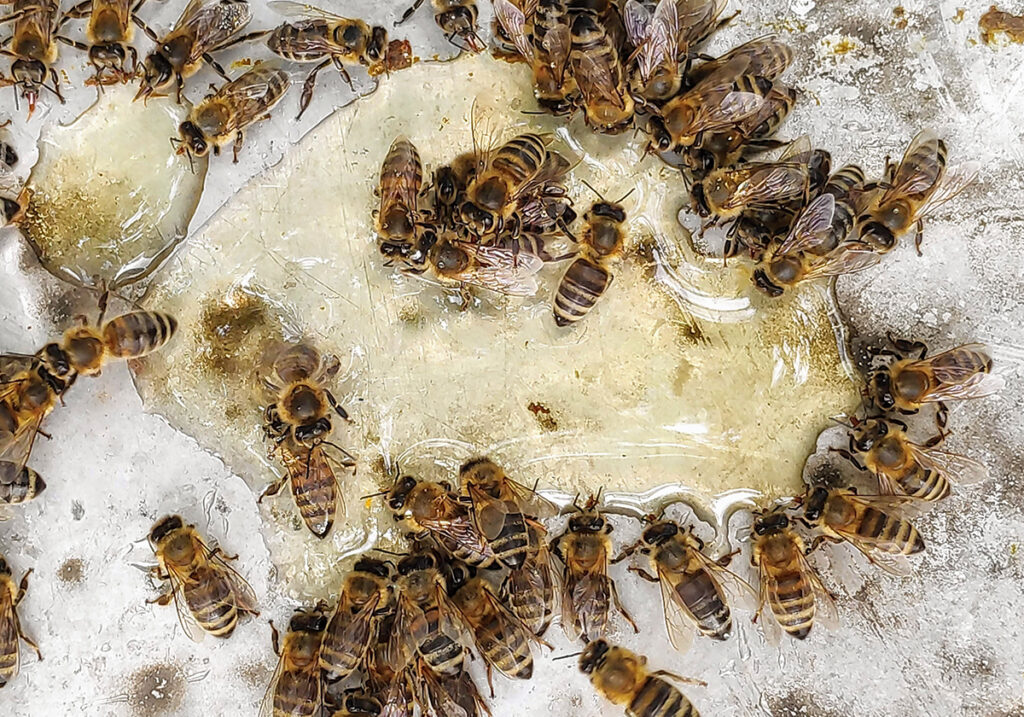 Как муравьи и пчелы борются с эпидемиями — и чему мы можем у них научиться биология,медицина