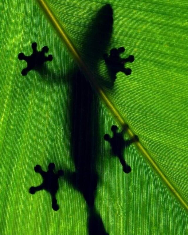 Фотография: Впечатляющие работы фотографа дикой природы Андрея Гудкова №50 - BigPicture.ru