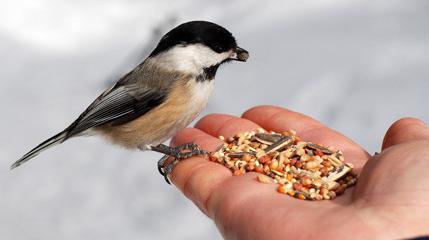 Чем кормить птиц зимой. Чем кормить уличных птиц зимой