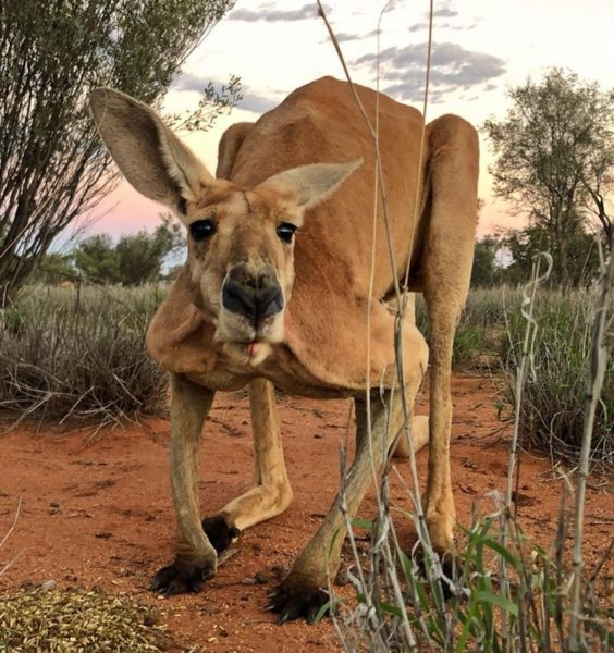 В Австралии появился король двухметровый качок-кенгуру