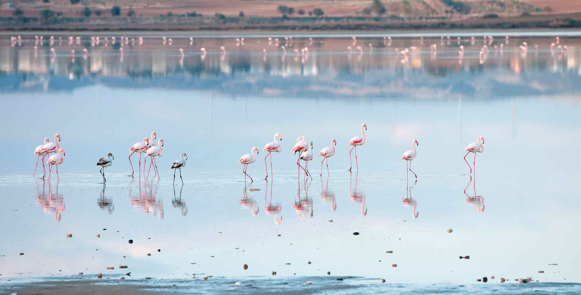 Где живут фламинго