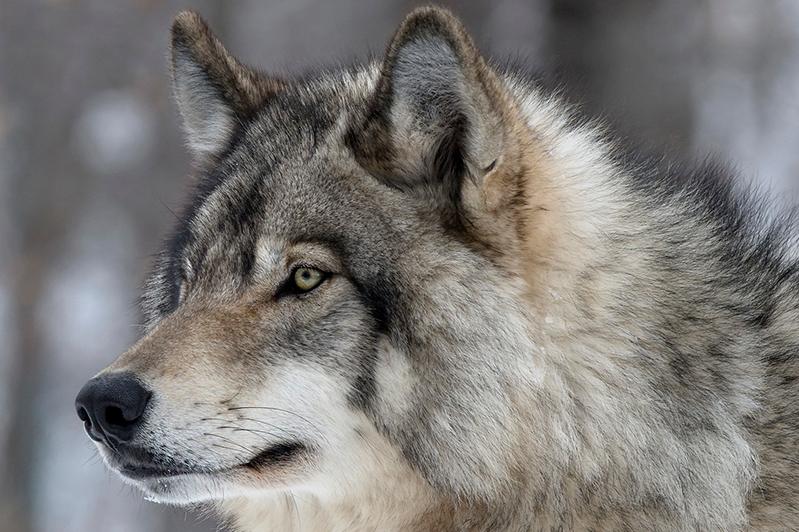 Минэкологии РК: Информация о появлении волков в столице - фейк