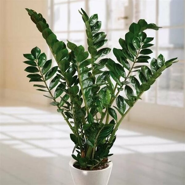 Замиокулькас — точно не то комнатное растение, которому нужен большой горшок