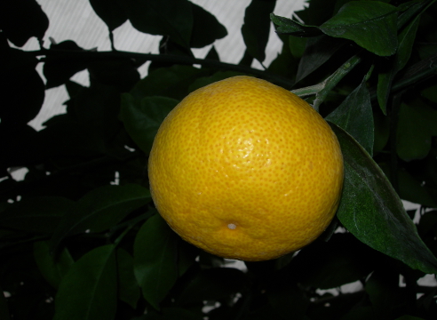 Как получить урожай апельсинов в квартире можно, прививки, сочная, апельсина, весом, Мякоть, Washington, через, лучше, привоя, чтобы, нужно, апельсинов, апельсины, оранжевая, пакет, апельсин, сорта, много, недели