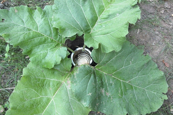 Секреты спецназа: как можно использовать обычные листья домашн й очаг,полезные советы,рукоделие,своими руками