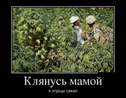 Прикольных демотиваторов пост Прикольных демотиваторов пост