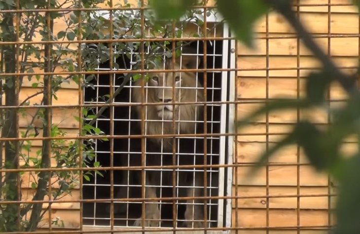 34-летнего мужчину в Чехии разорвал собственный лев 34-летнего мужчину в Чехии разорвал собственный лев