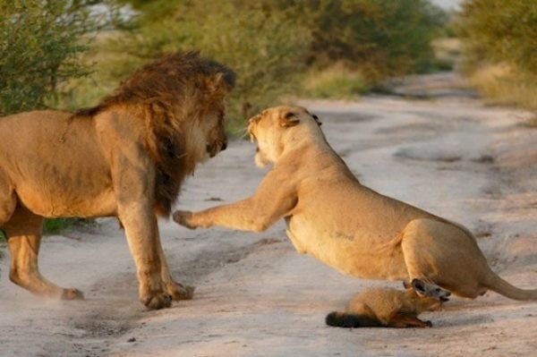Два льва приблизились к раненому лисенку… Затем произошло то, что не поддается объяснению! Царь зверей, животные, интресное, история., лев, лисенок, львица, сострадание