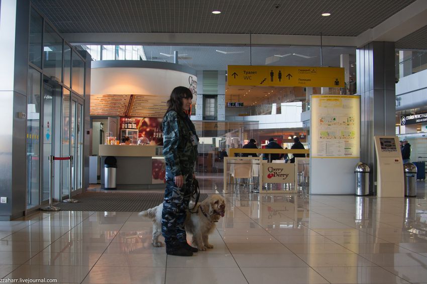 аэропорт, Кинолог, собака, Екатеринбург
