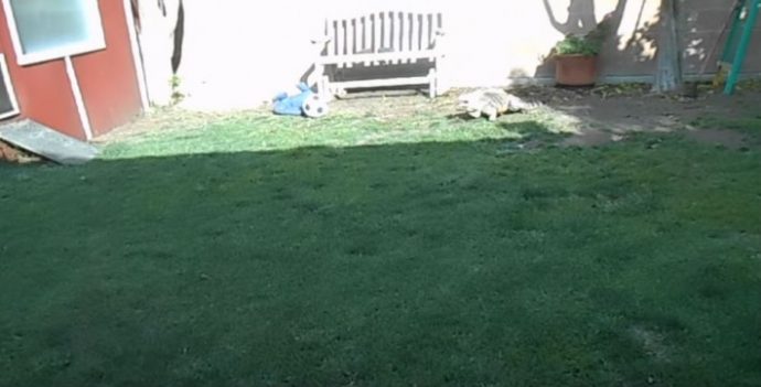 iguana-1-710x361