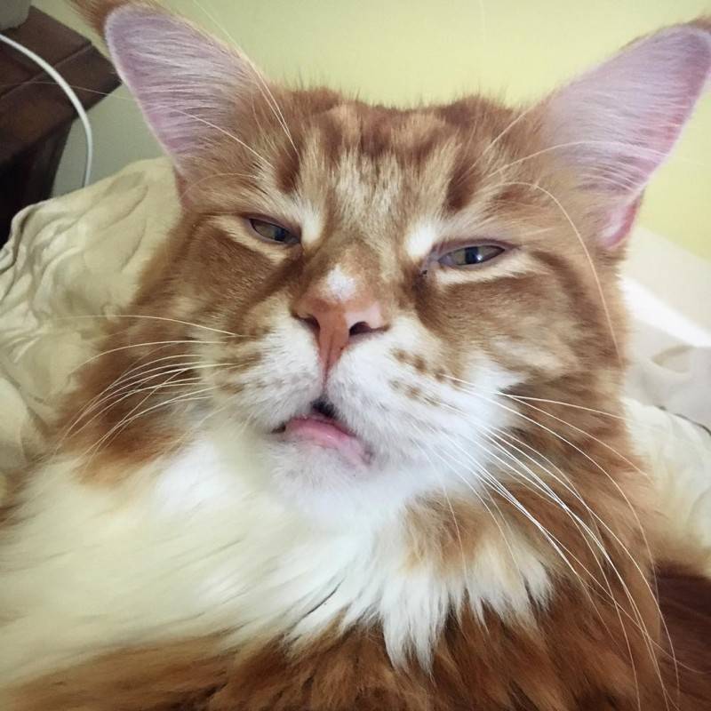Огромный кот Омар породы мейн-кун набирает популярность в Интернете зверушки,живность,питомцы,Животные,кот