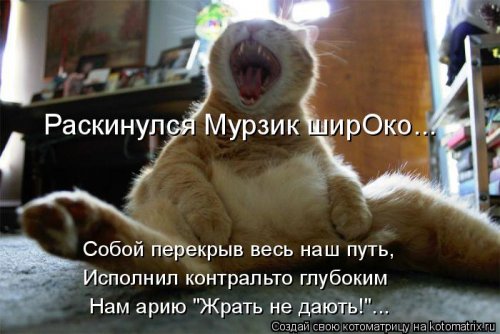 Новая котоматрица  