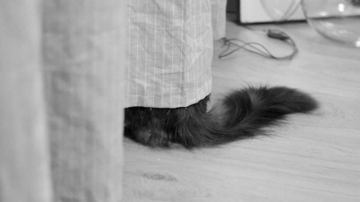 Кот по кличке Картошка рассмешил пользователей Сети своими играми в ванной