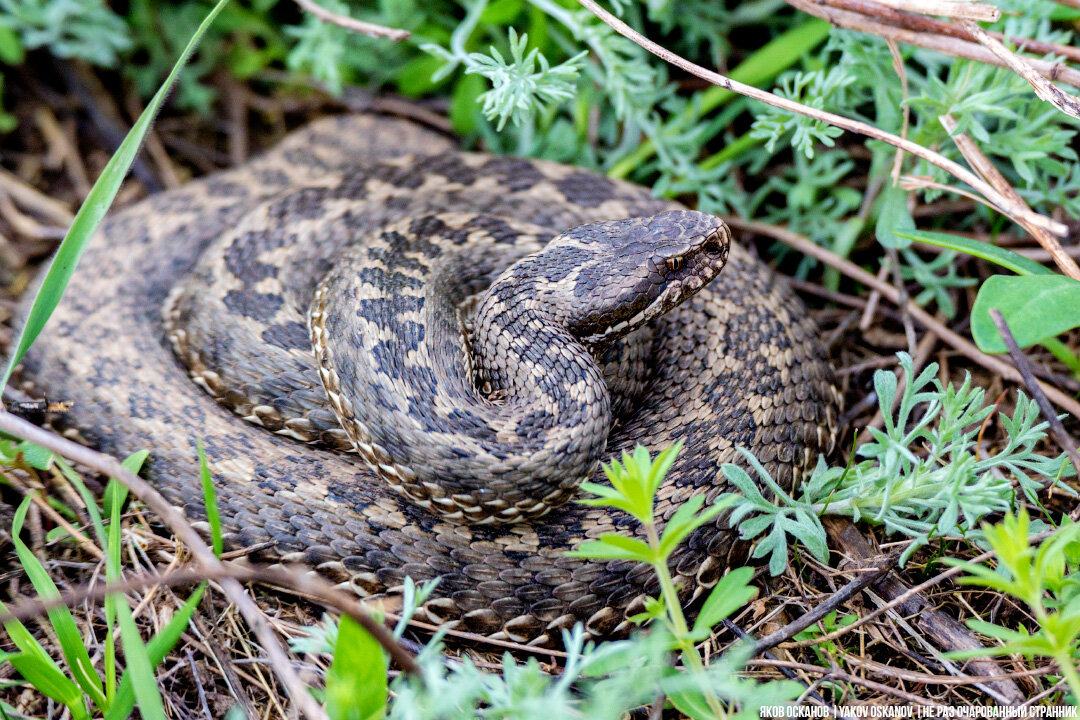 Степная гадюка (Vipera ursinii)