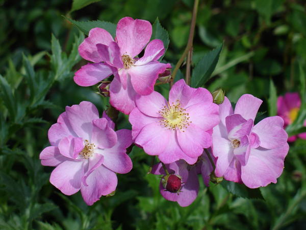 &amp;#39;Lavander Dream&amp;#39;