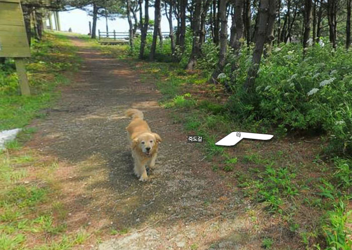dog-follows-street-view-photographer-south-korea-18