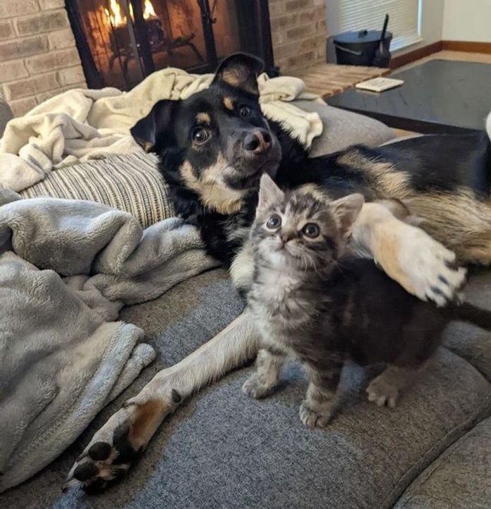 Без кота и жизнь не та