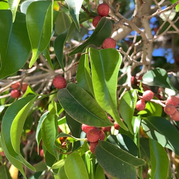 8 необычных растений с острова Крит 8 необычных растений с острова Крит интересное,природа,путешествия,растения