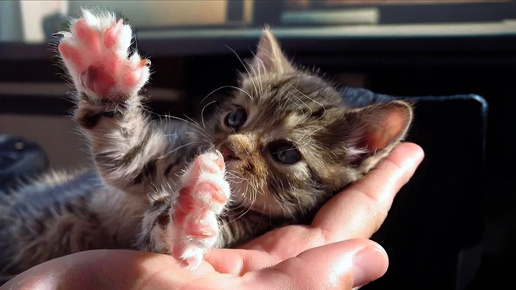 Сердце на ладони