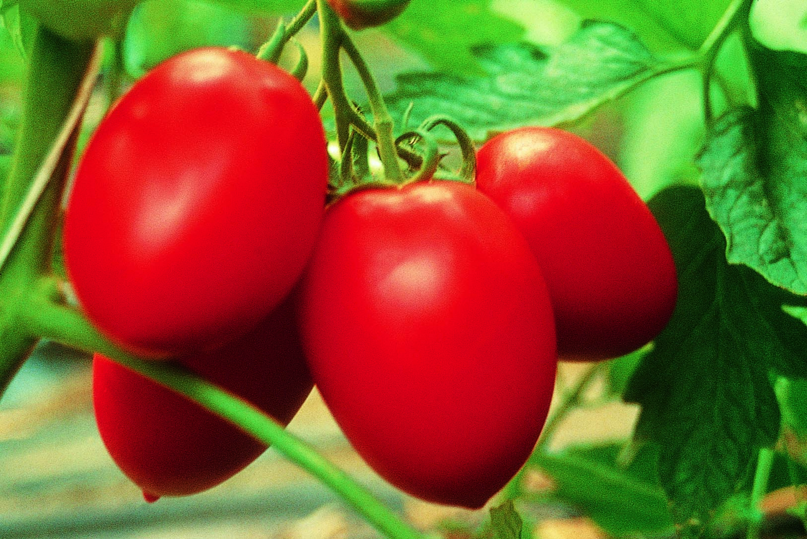Почему помидоры-сливки жесткие и невкусные огород,томаты