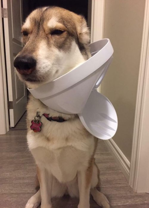 Смешные собаки, которые перенесли странность аж в другое измерение 