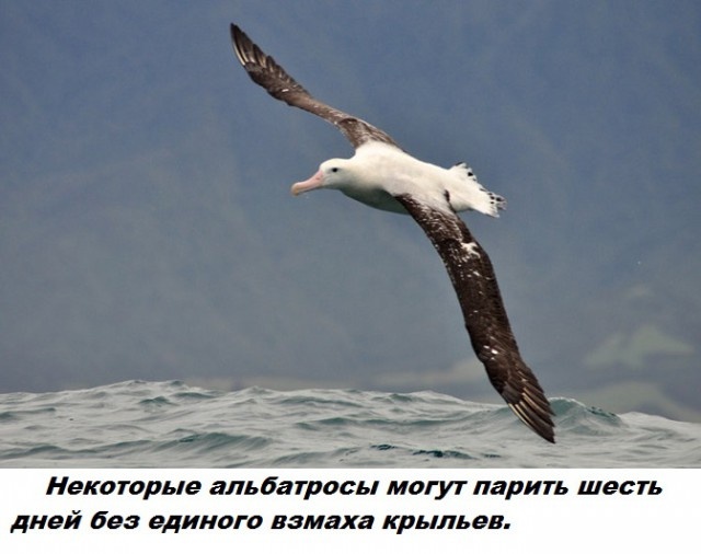 Самые бесполезные факты о которых вы не знали Самые бесполезные факты о которых вы не знали