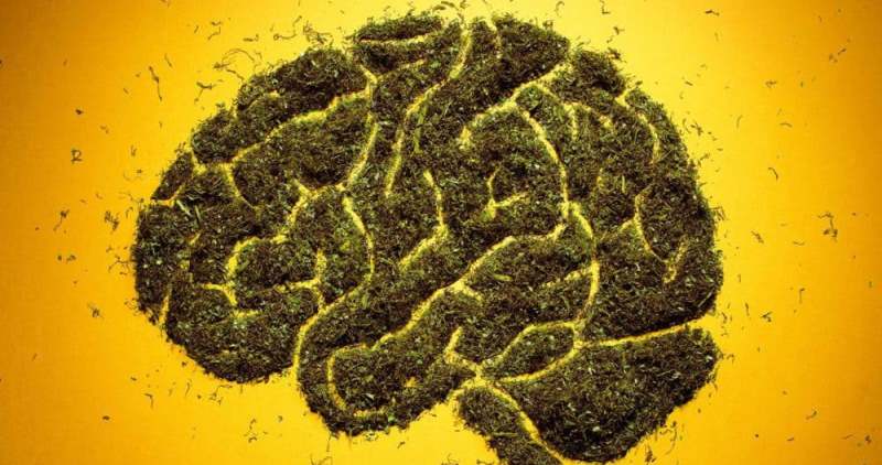 Ученые официально объявили о вреде марихуаны