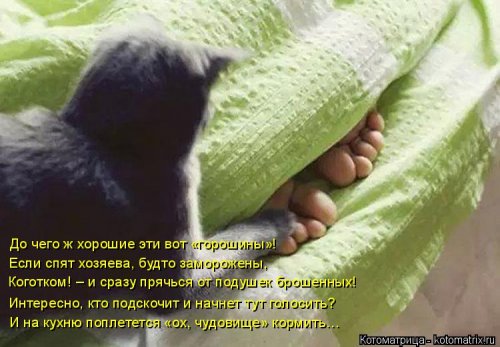 Новая котоматрица (21 фото)