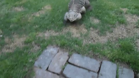 iguana-greeting-8-0