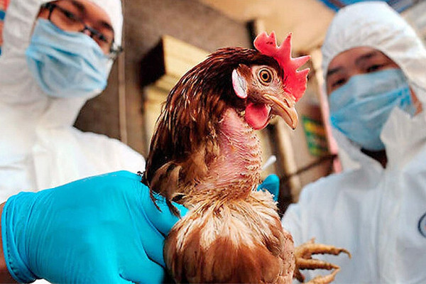 Новая напасть: Крым готовится встретить птичий грипп