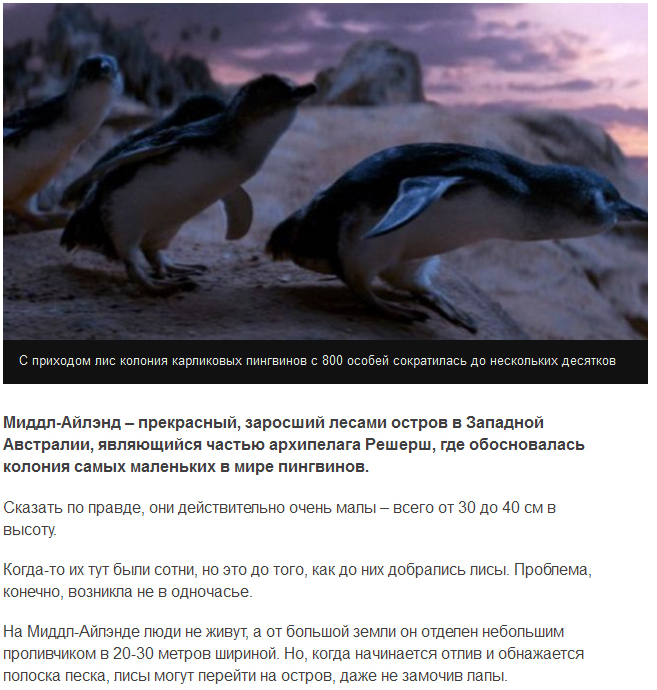 Собаки спасли пингвинов от уничтожавших их лис (6 фото)