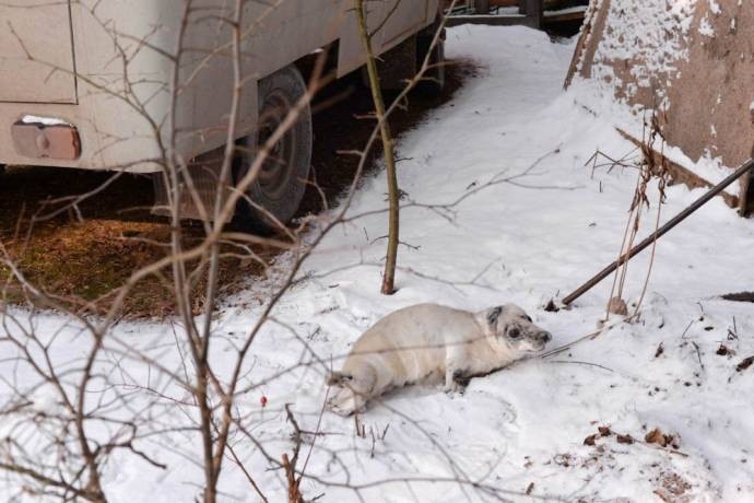 Осиротевший тюлененок приполз за помощью к людям приполз за помощью, тюлененок