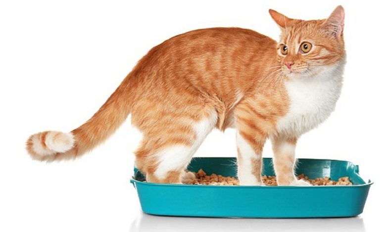 Коты могут стать причиной смертельных заболеваний