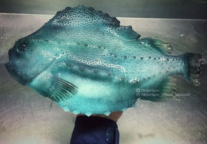 Фантастические твари: российский рыбак продолжает публиковать снимки обитателей морских глубин природа