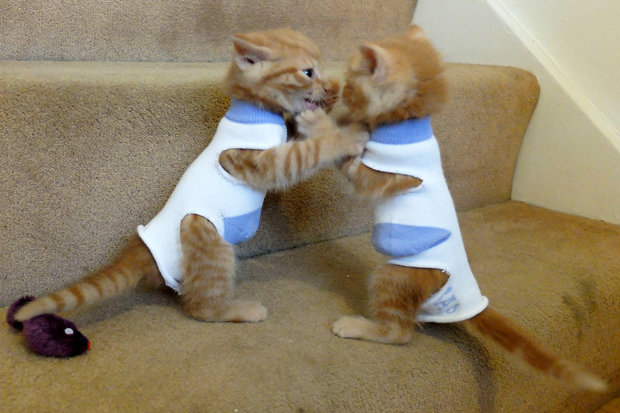  The ginger cats have been dressed in old socks to keep them warm