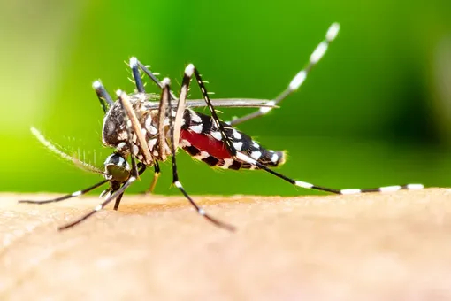 Чешется укус комара: как избавиться от зуда с помощью обычной соды медицина и здоровье,полезные советы