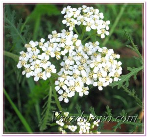 Тысячелистник обыкновенный фото