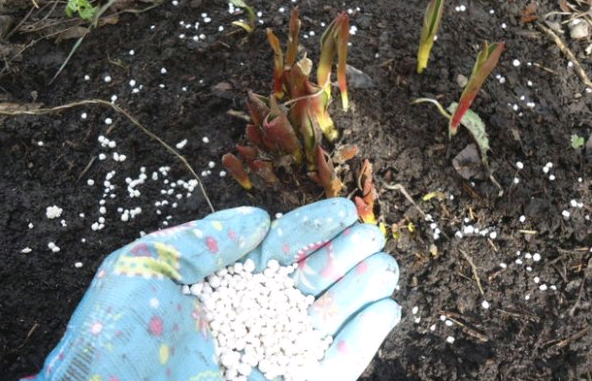Как выращивать тюльпаны на даче и как за ней ухаживать?
