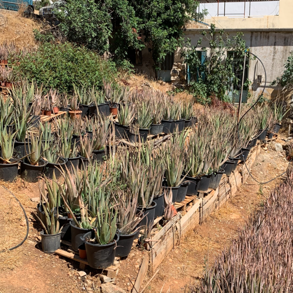 8 необычных растений с острова Крит 8 необычных растений с острова Крит интересное,природа,путешествия,растения