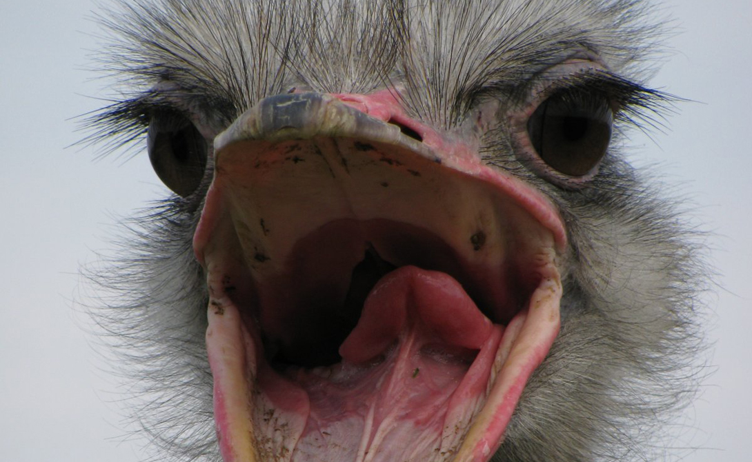 Не злите страуса! Самые опасные птицы в мире